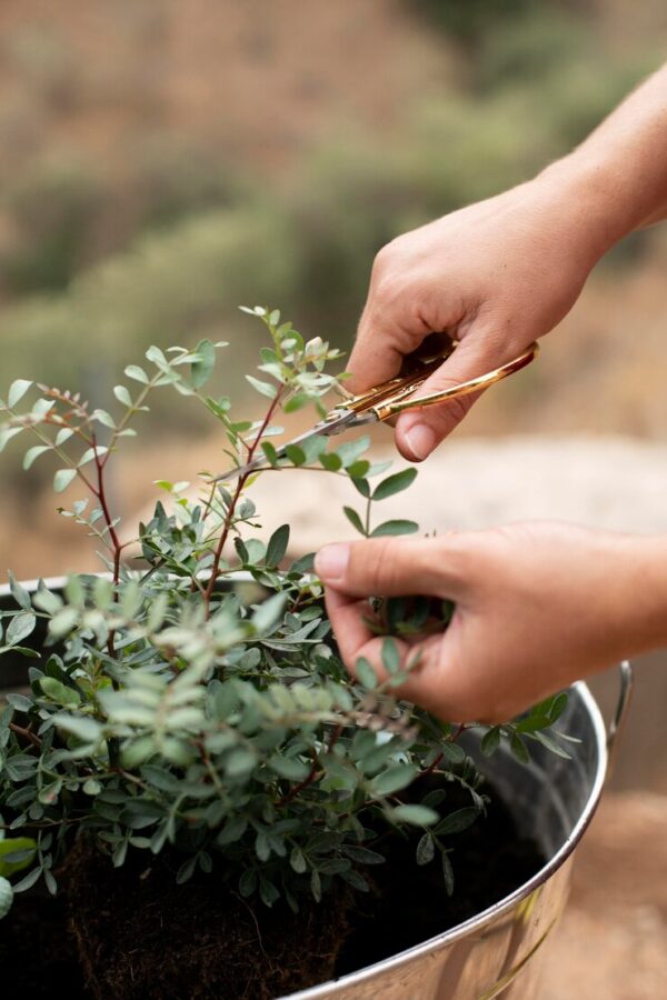 mains qui coupent des brins d'eucalyptus