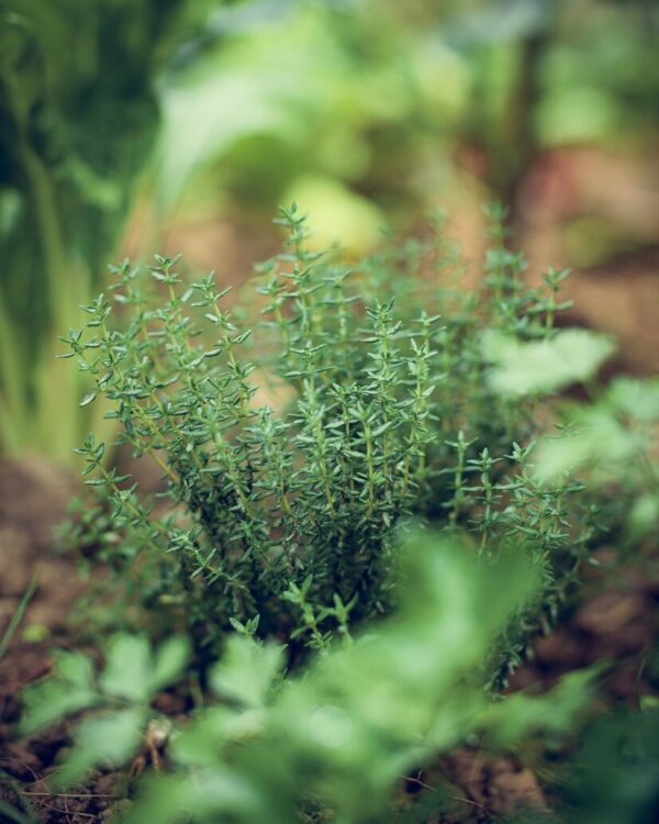 plante de romarin